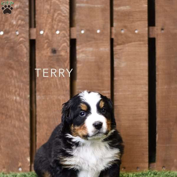 Terry, Bernese Mountain Dog Puppy